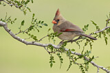 Image. Northern Cardinal