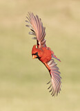 Image. Northern Cardinal