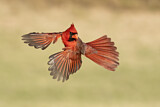 Image. Northern Cardinal