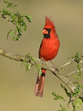 Image. Northern Cardinal