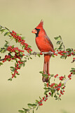 Image. Northern Cardinal