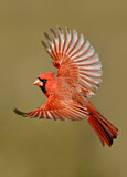 Image. Northern Cardinal