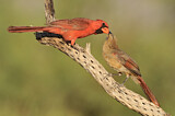 Image. Northern Cardinal
