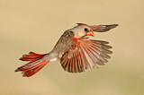 Image. Northern Cardinal