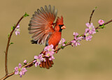 Image. Northern Cardinal