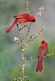 Image. Northern Cardinal