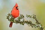 Image. Northern Cardinal