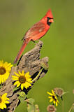 Image. Northern Cardinal