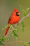 Image. Northern Cardinal