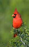 Image. Northern Cardinal