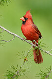 Image. Northern Cardinal