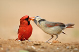Image. Northern Cardinal