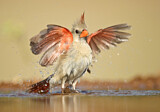 Image. Northern Cardinal
