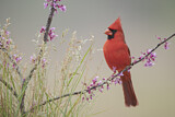 Image. Northern Cardinal