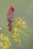Image. Northern Cardinal