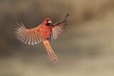 Image. Northern Cardinal