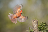 Image. Northern Cardinal