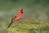 Image. Northern Cardinal