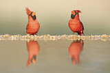 Image. Northern Cardinal