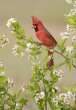 Image. Northern Cardinal