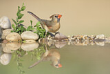 Image. Northern Cardinal