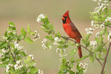 Image. Northern Cardinal