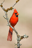 Image. Northern Cardinal