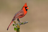 Image. Northern Cardinal