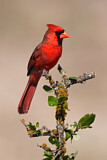 Image. Northern Cardinal