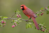 Image. Northern Cardinal