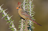 Image. Northern Cardinal