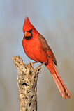 Image. Northern Cardinal