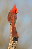 Image. Northern Cardinal