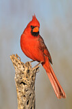 Image. Northern Cardinal