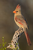 Image. Northern Cardinal