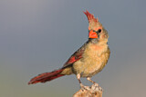 Image. Northern Cardinal