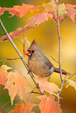 Image. Northern Cardinal