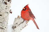 Image. Northern Cardinal