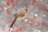 Image. Northern Cardinal