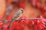 Image. Northern Cardinal
