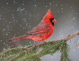Image. Northern Cardinal