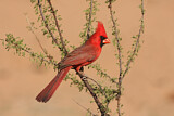 Image. Northern Cardinal