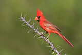 Image. Northern Cardinal