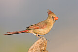 Image. Northern Cardinal