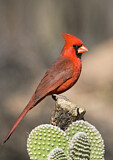 Image. Northern Cardinal