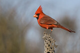 Image. Northern Cardinal
