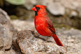 Image. Northern Cardinal