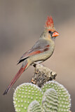 Image. Northern Cardinal