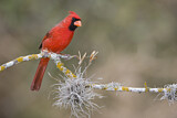 Image. Northern Cardinal