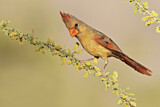 Image. Northern Cardinal